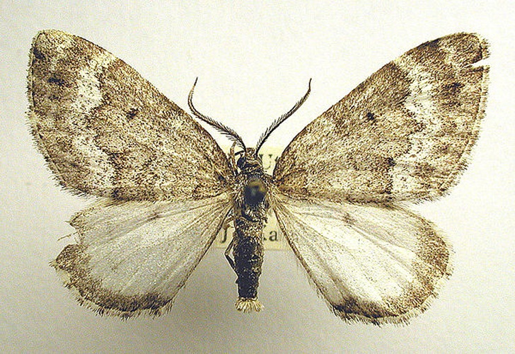 Colostygia turbata &copy; M. Virtala