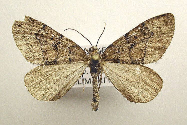 Thera cognata © M. Virtala