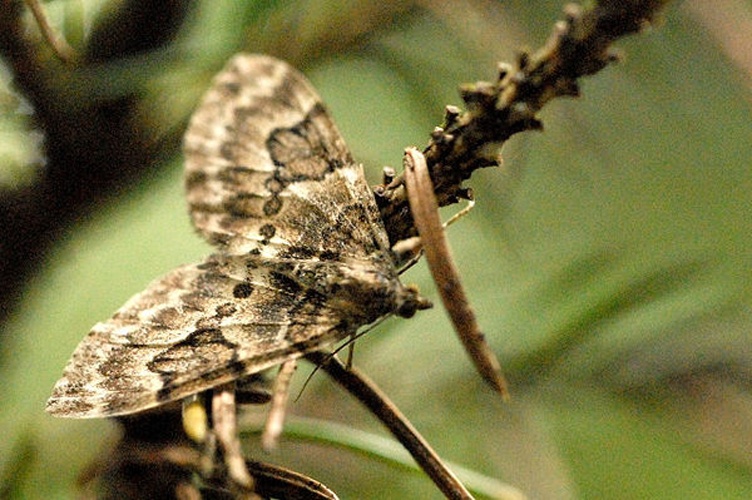 Thera variata © James K. Lindsey