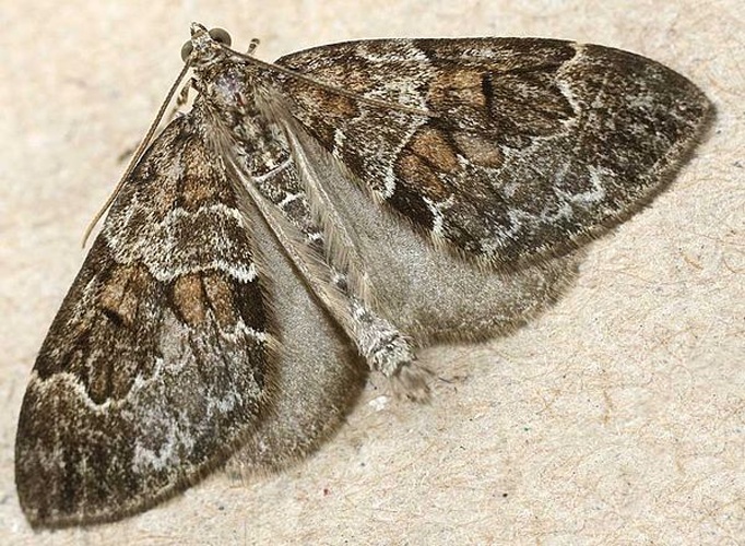 Spruce Carpet &copy; 