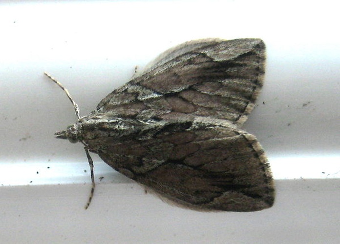 Thera cupressata © <a rel="nofollow" class="external text" href="https://www.flickr.com/people/14583963@N00">David Short</a>