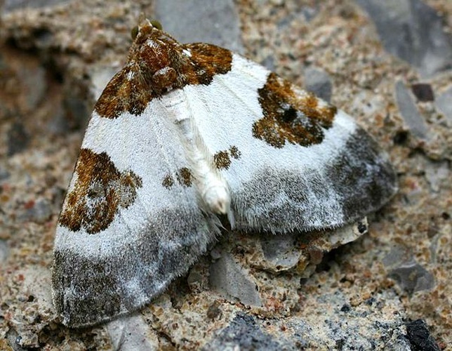 Plemyria rubiginata &copy; 