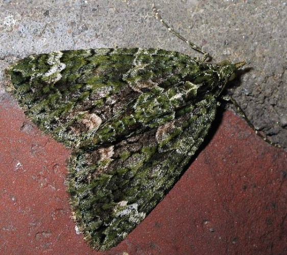 Chloroclysta siterata &copy; 