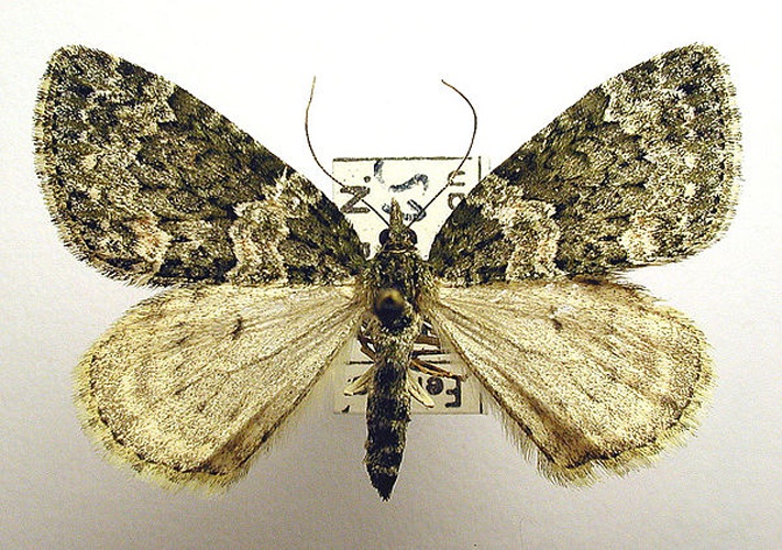 Chloroclysta miata © M. Virtala