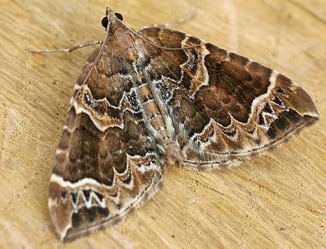 Eulithis prunata &copy; 