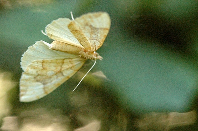 Eulithis populata &copy; James K. Lindsey