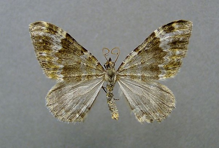 Coenotephria tophaceata &copy; <a href="//commons.wikimedia.org/wiki/User:Dumi" title="User:Dumi">Dumi</a>