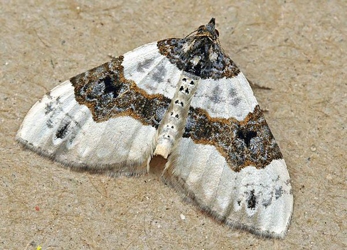 Cosmorhoe ocellata &copy; 