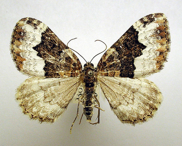 Euphyia biangulata &copy; M. Virtala