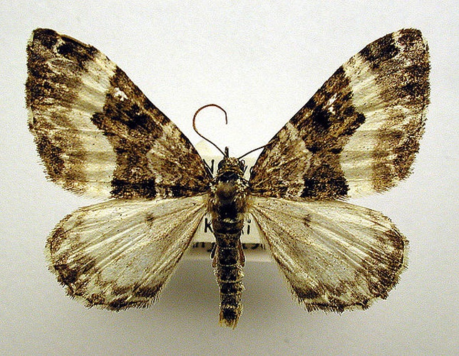 Euphyia unangulata &copy; M. Virtala