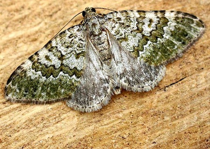 Euphyia frustata &copy; 