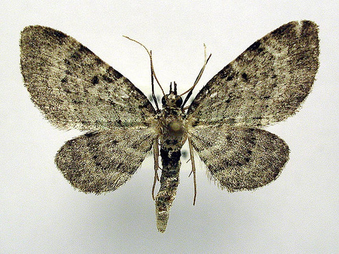 Pasiphila debiliata &copy; M. Virtala