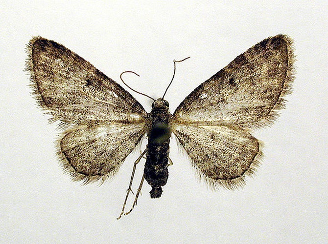 Eupithecia inturbata © M. Virtala