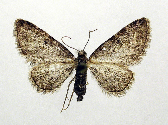 Eupithecia inturbata &copy; M. Virtala