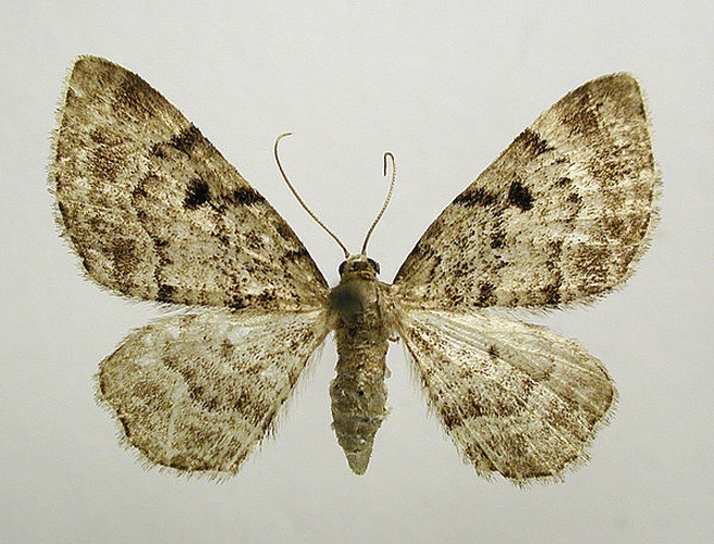 Cloaked Pug © M. Virtala