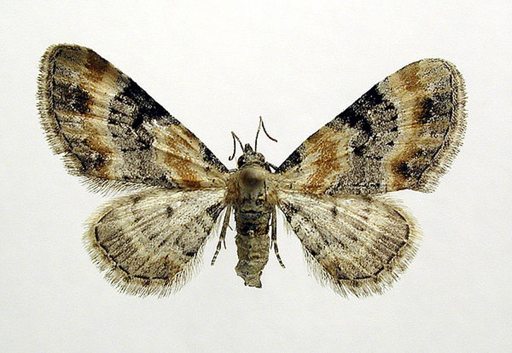 Eupithecia linariata &copy; M. Virtala