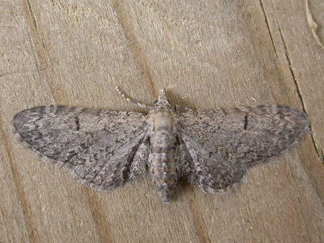 Eupithecia ultimaria &copy; <a rel="nofollow" class="external text" href="https://www.flickr.com/photos/25401497@N02">Donald Hobern</a>
