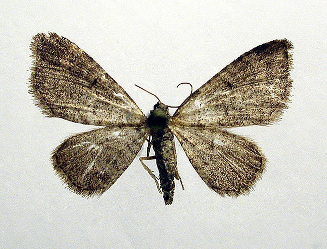 Eupithecia plumbeolata © M. Virtala