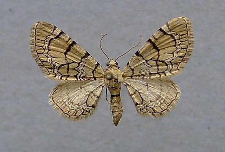 Eupithecia venosata © <a href="//commons.wikimedia.org/wiki/User:Dumi" title="User:Dumi">Dumi</a>