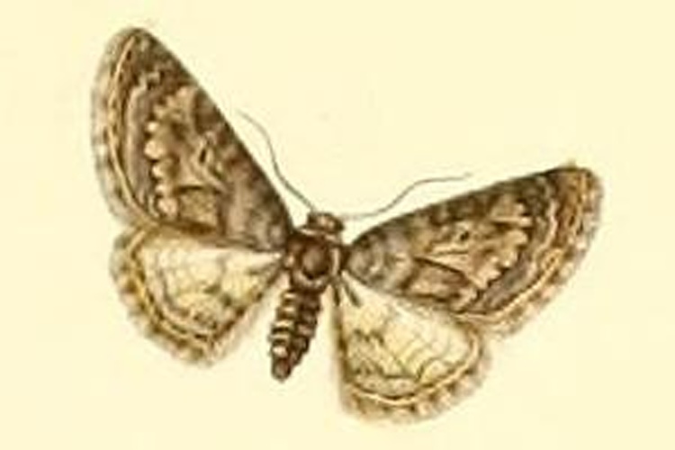 Eupithecia cocciferata © MILLIÈRE