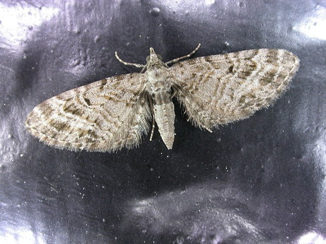 Eupithecia dodoneata &copy; <a rel="nofollow" class="external text" href="https://www.flickr.com/photos/25401497@N02">Donald Hobern</a>