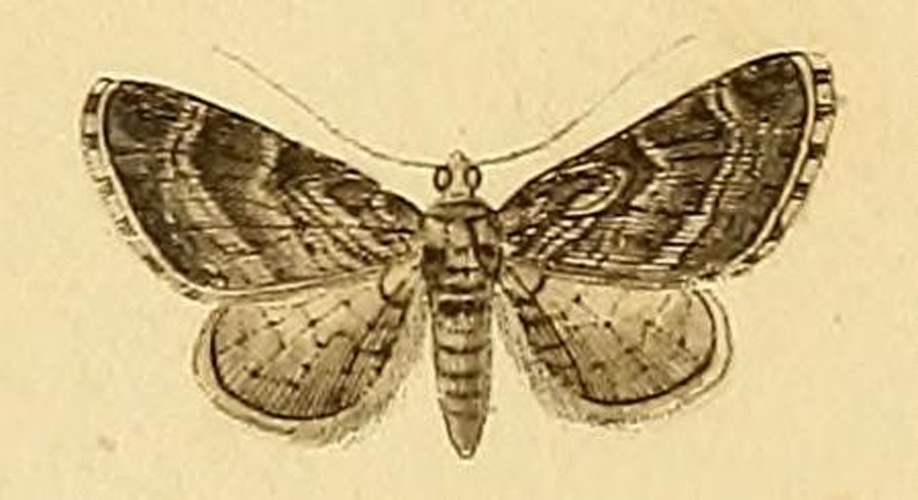 Eupithecia ericeata © RAMBUR