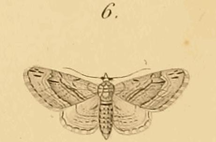 Eupithecia phoeniceata © Rambur 1830s