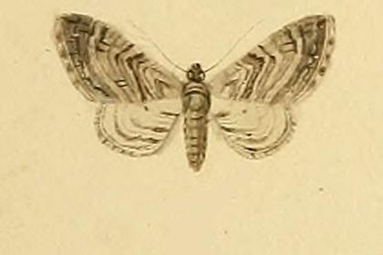 Eupithecia oxycedrata © RAMBUR