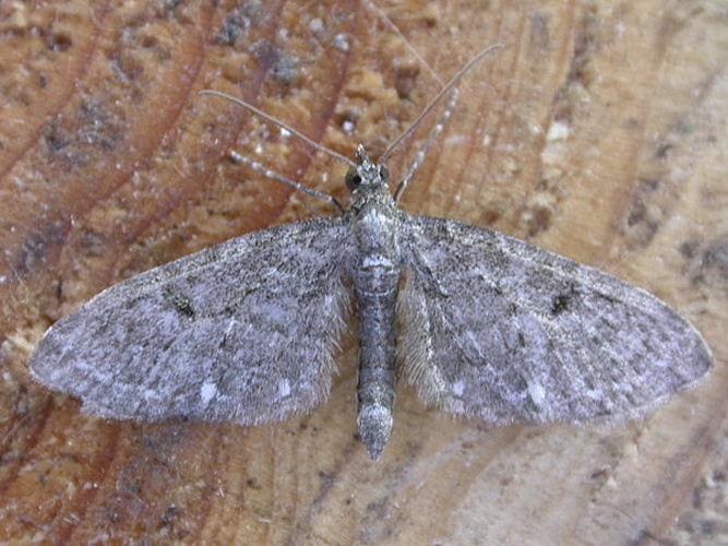 Eupithecia tripunctaria © <a rel="nofollow" class="external text" href="https://www.flickr.com/photos/25401497@N02">Donald Hobern</a>