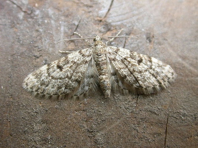 Eupithecia tantillaria &copy; <a rel="nofollow" class="external text" href="https://www.flickr.com/people/25401497@N02">Donald Hobern</a> from Canberra, Australia
