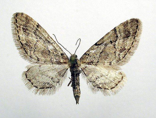 Eupithecia lanceata © M. Virtala