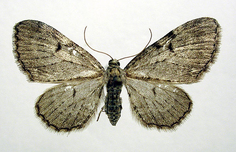 Eupithecia actaeata © M. Virtala