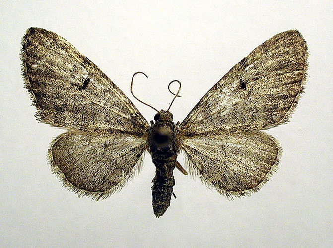 Eupithecia egenaria © M. Virtala