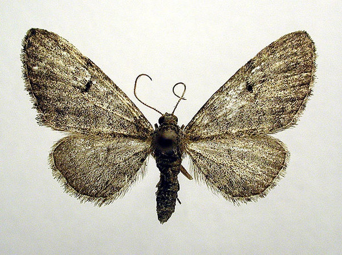 Eupithecia egenaria &copy; M. Virtala