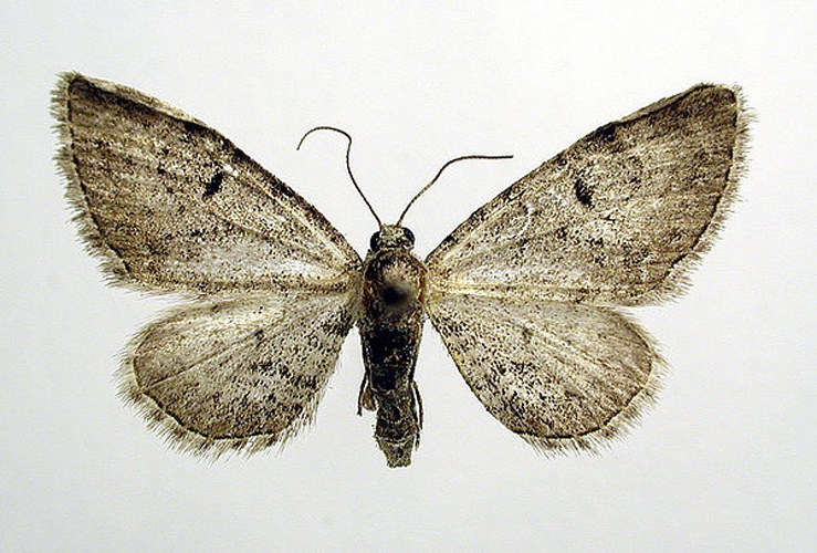 Eupithecia pimpinellata © M. Virtala