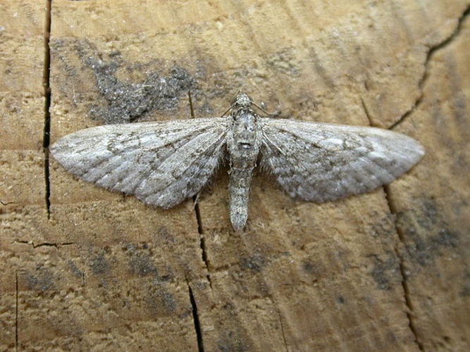 Eupithecia nanata &copy; <a rel="nofollow" class="external text" href="https://www.flickr.com/photos/25401497@N02">Donald Hobern</a>