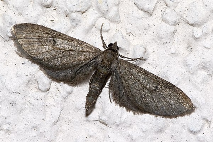 Eupithecia innotata © <a href="//commons.wikimedia.org/wiki/User:Olei" title="User:Olei">Olei</a>
