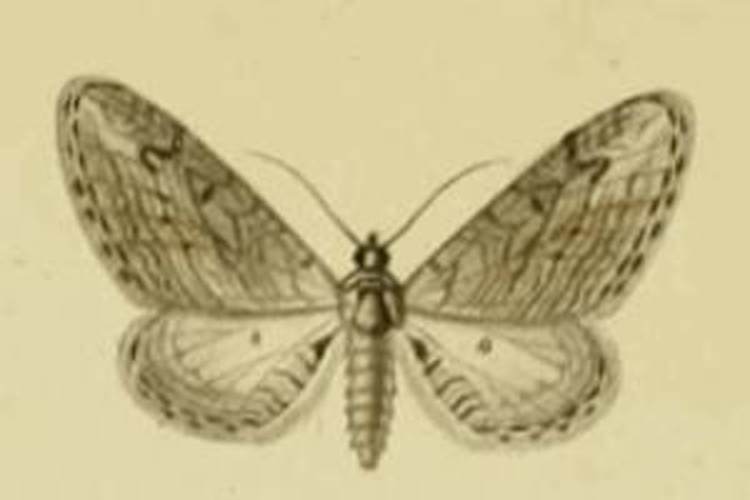 Eupithecia unedonata © MABILLE
