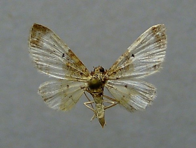 Eupithecia breviculata © <a href="//commons.wikimedia.org/wiki/User:Dumi" title="User:Dumi">Dumi</a>