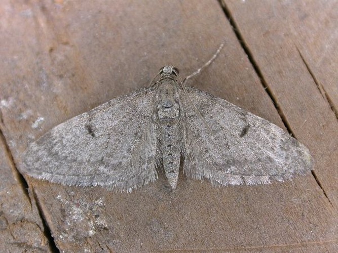 Eupithecia indigata © <a rel="nofollow" class="external text" href="https://www.flickr.com/people/25401497@N02">Donald Hobern</a> from Canberra, Australia