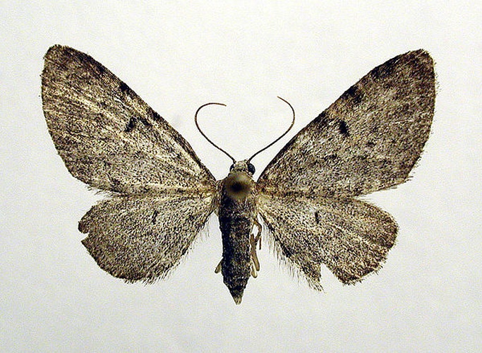 Eupithecia trisignaria © M. Virtala