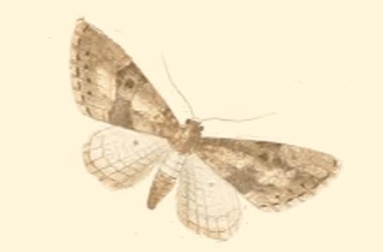 Eupithecia gueneata © MILLIÈRE