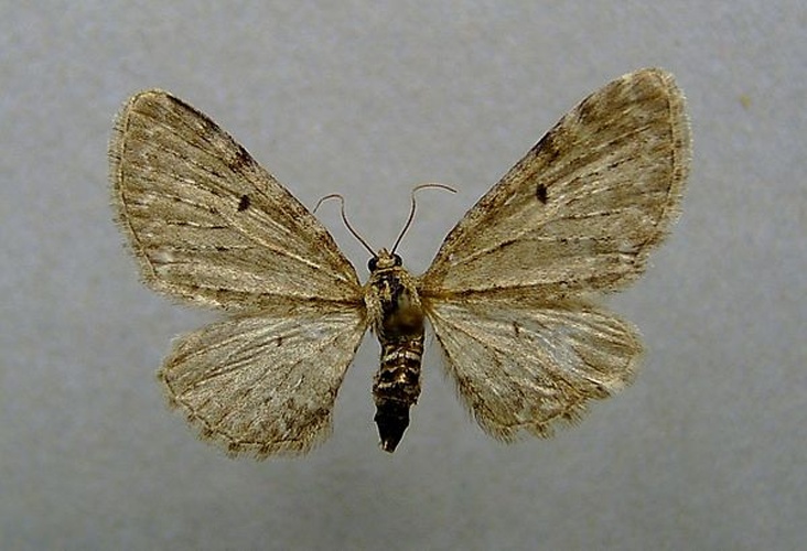 Eupithecia veratraria © <a href="//commons.wikimedia.org/wiki/User:Dumi" title="User:Dumi">Dumi</a>