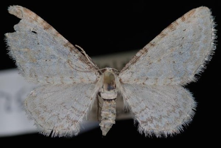 Eupithecia cretaceata © Jeremy deWaard, University of British Columbia