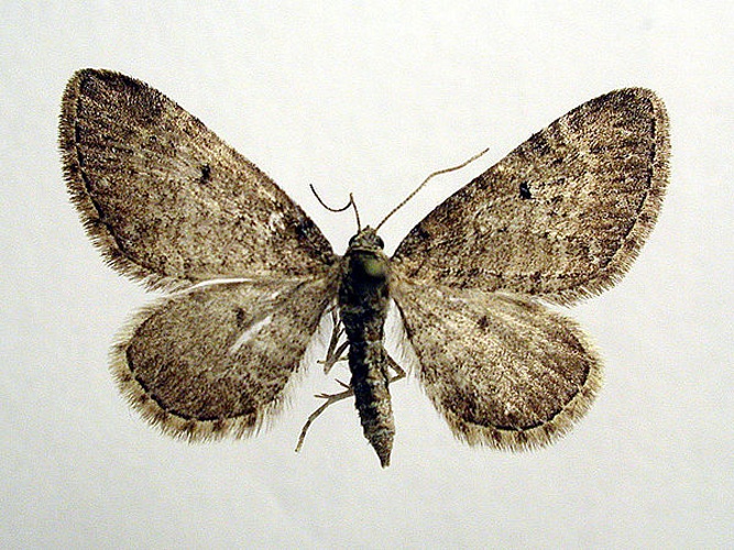 Eupithecia satyrata © M. Virtala