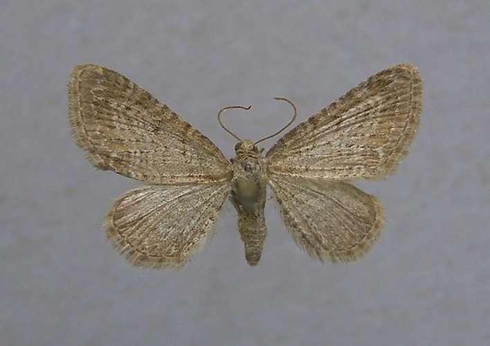 Eupithecia cauchiata © <a href="//commons.wikimedia.org/wiki/User:Dumi" title="User:Dumi">Dumi</a>
