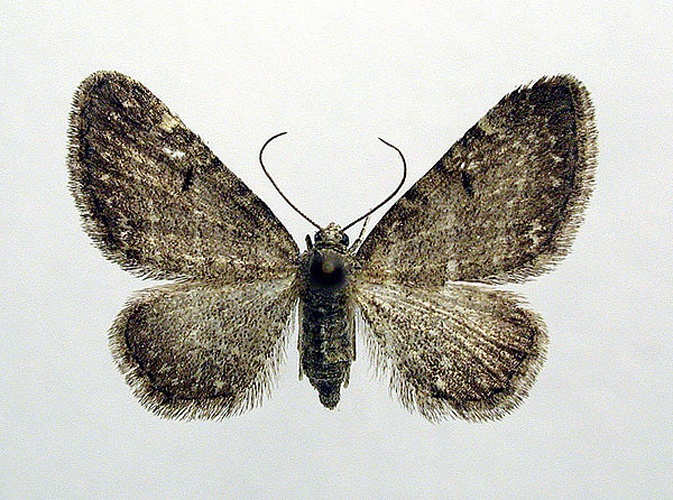 Eupithecia valerianata © M. Virtala