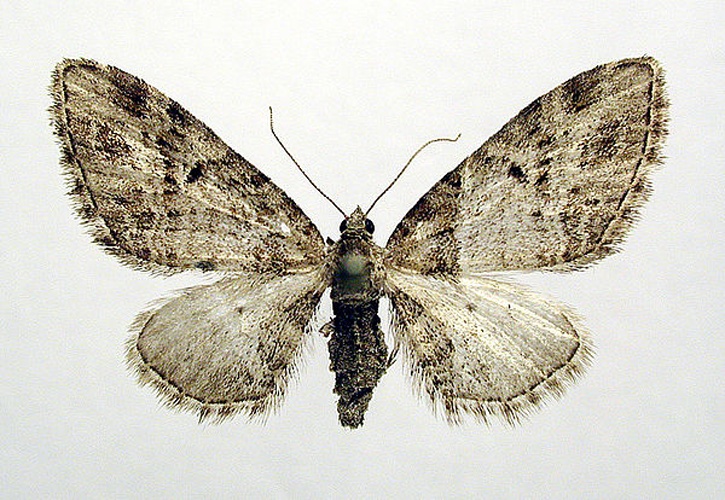 Eupithecia exiguata © M. Virtala