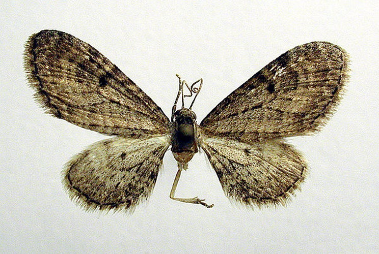 Eupithecia denotata © M. Virtala