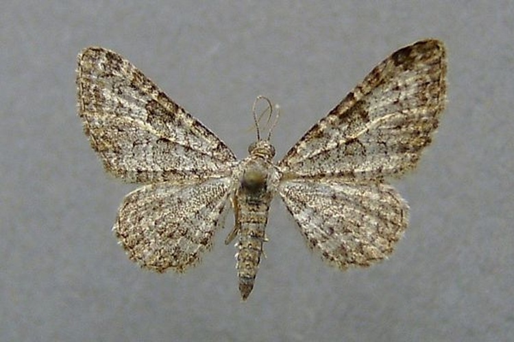 Eupithecia impurata © <a href="//commons.wikimedia.org/wiki/User:Dumi" title="User:Dumi">Dumi</a>